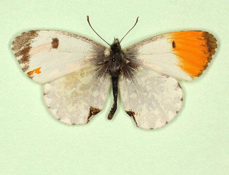 Anthocharis cardamines (gynandromorph 3) (Internet Image property of respective owner, non-commercial use only)